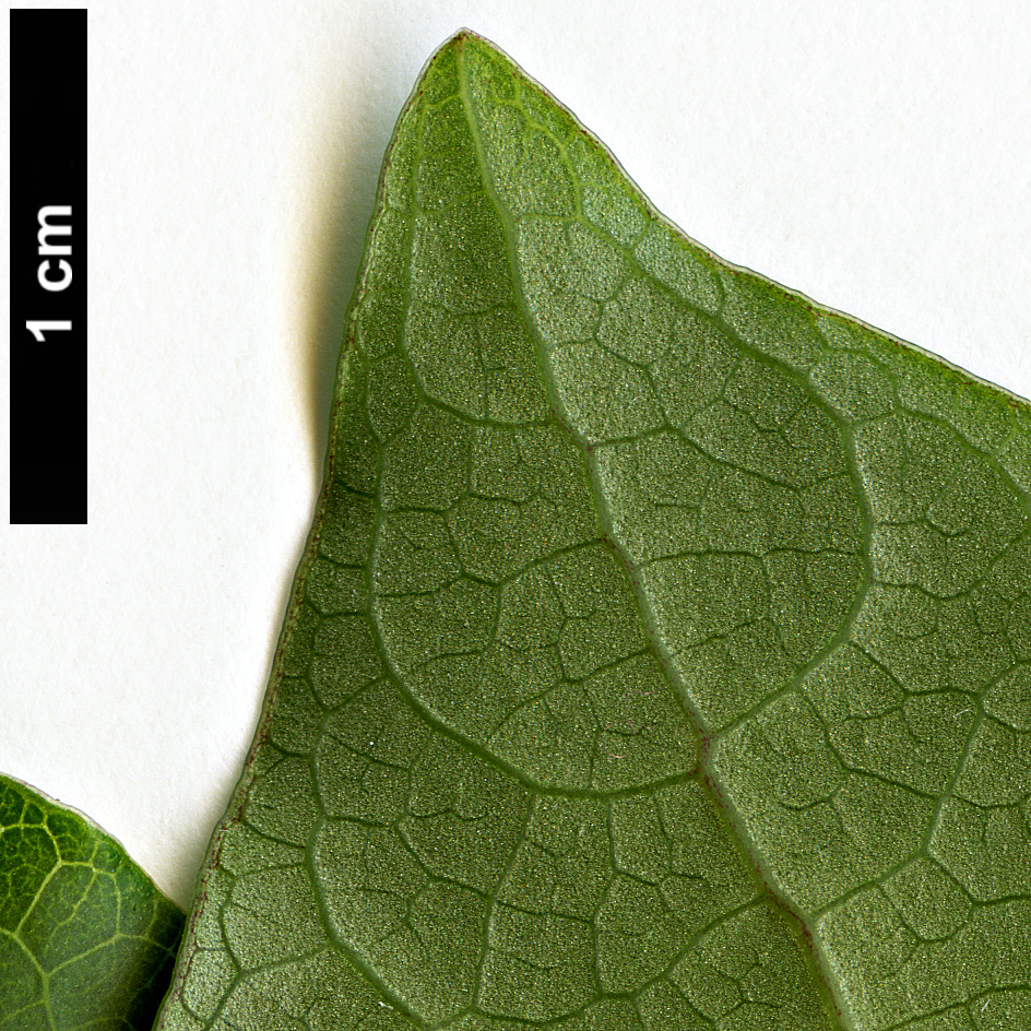 High resolution image: Family: Piperaceae - Genus: Macropiper - Taxon: excelsum High resolution image: Family: Piperaceae - Genus: Macropiper - Taxon: excelsum